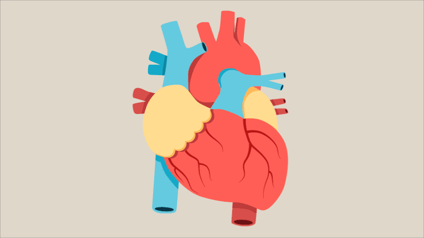 https://healthblog.uofmhealth.org/heart-health/anatomy-of-a-human-heart